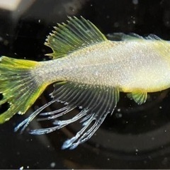 アスリート 針子