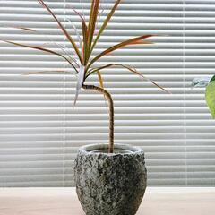 ◼️ドラセナコンシンネ◼️レインボー　曲げ木　観葉植物
