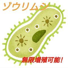 ★活ゾウリムシ★　自由研究に！メダカの育成に！