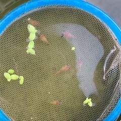 墨入りダルマめだか 幼魚6匹