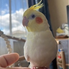 お取引先確定 お譲りします オカメインコ 兵庫県 3歳程度 オス...