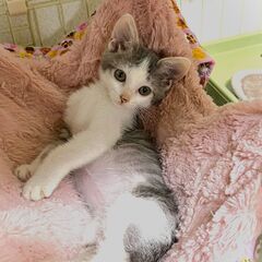 in岡崎市☆子猫たくさん！保護猫をオウチに迎えよう☆2024年7...