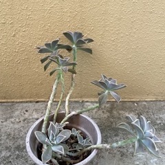 多肉植物