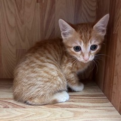 里親さん募集！可愛がって下さい - 猫