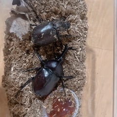 大！カブトムシ オスメス ペア④
