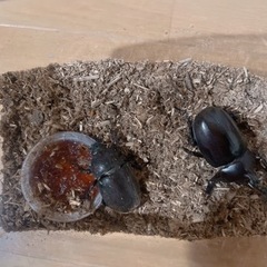カブトムシ オスメス ペア⑥