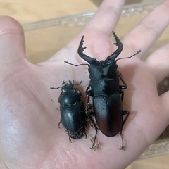ノコギリクワガタ オスメス ペア①の画像