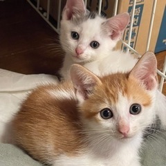 【2匹一緒に】１ヶ月ちょっとの子猫2匹