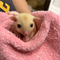 フクロモモンガ 1ヵ月