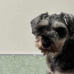 ミニチュアシュナウザー オス 3歳
