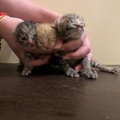 里親募集中