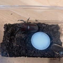 カブトムシ オスメス ペア⑦