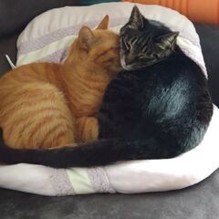 甘ったれのオス2匹です。