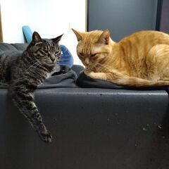 甘ったれのオス2匹です。 − 東京都