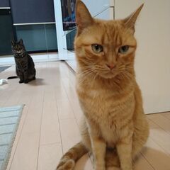 甘ったれのオス2匹です。 - 猫