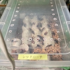 里親募集の画像