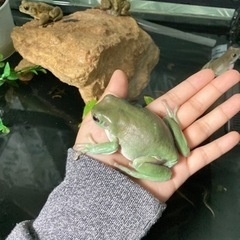 里親募集の画像