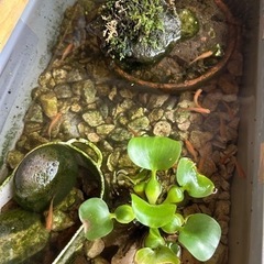 メダカ　mixの画像