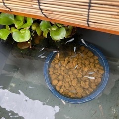 メダカ　mixの画像