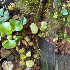 メダカ　mixの画像