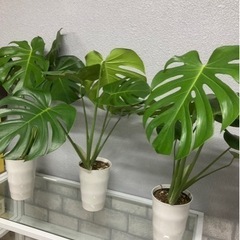 観葉植物✨モンステラ✨