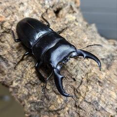 オキナワヒラタクワガタ　野外採集品60ミリ♂♀ペアの画像