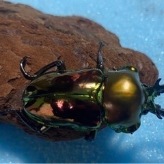 ニジイロクワガタ  オスメス　のペアセットです！！の画像