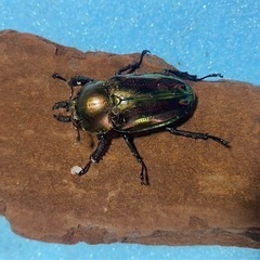 ニジイロクワガタ  オスメス　のペアセットです！！の画像