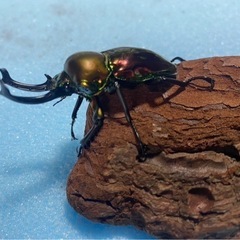 ニジイロクワガタ  オスメス　のペアセットです！！