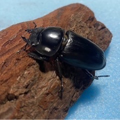 大幅値下げ！！オオクワガガタオス1匹メス 2匹のセットの画像