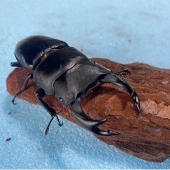 大幅値下げ！！オオクワガガタオス1匹メス 2匹のセット