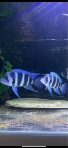 熱帯魚　アフリカンシクリッド  フロントーサ　WILDモバ　10-12センチ　写真個体販売