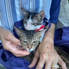 長毛ハチワレのオス猫　（里親さん決まりました） − 愛知県