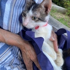 長毛ハチワレのオス猫　（里親さん決まりました）