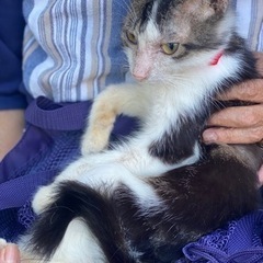長毛ハチワレのオス猫　（里親さん決まりました） - 猫