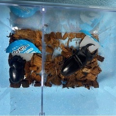 大幅値下げ！！オオクワガガタオス1匹メス 2匹のセットの画像