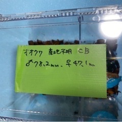 大幅値下げ！！オオクワガガタオス1匹メス 2匹のセットの画像