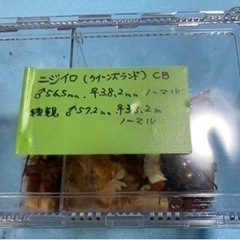 ニジイロクワガタ  オスメス　のペアセットです！！の画像