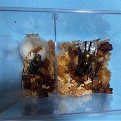 ニジイロクワガタ  オスメス　のペアセットです！！の画像