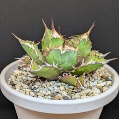 アガベ チタノタ 鬼之刃の画像