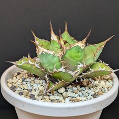 アガベ チタノタ 鬼之刃の画像