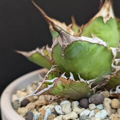 アガベ チタノタ 鬼之刃の画像