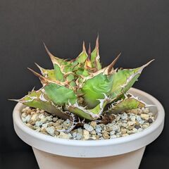 アガベ チタノタ 鬼之刃の画像