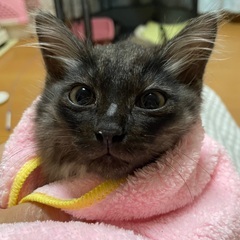 半長毛モフモフさん♡ 里親さま決定！
