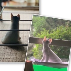 真っ白な子猫のきょうだい（男の子と女の子）です。2人とも左目が悪...