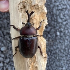 カブトムシ　ペア