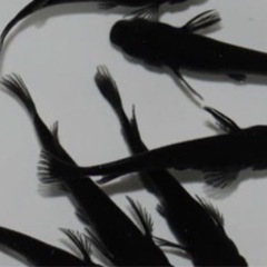 オロチメダカ