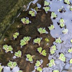 水草　イチョウウキゴケ