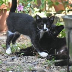緊急里親募集中！ タキシードキャット性別不明