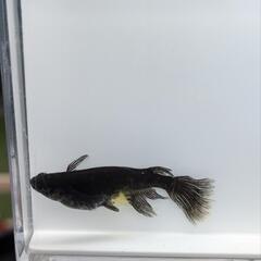 メダカ　デビルの舞　7匹以上からの画像
